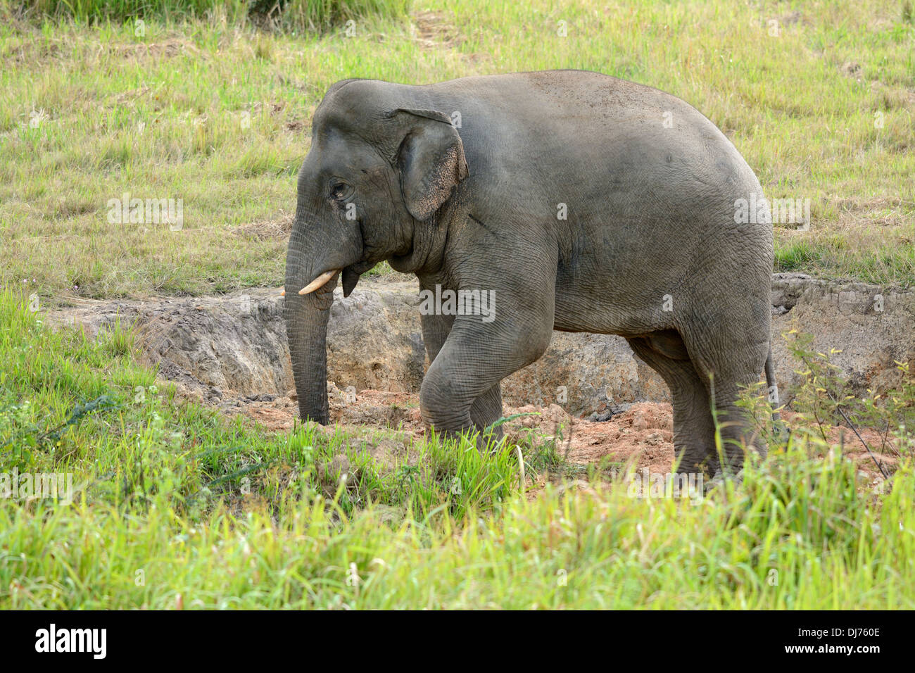 Bella bull Elefante asiatico (Elephas maximus) al Thai parco nazionale Foto Stock