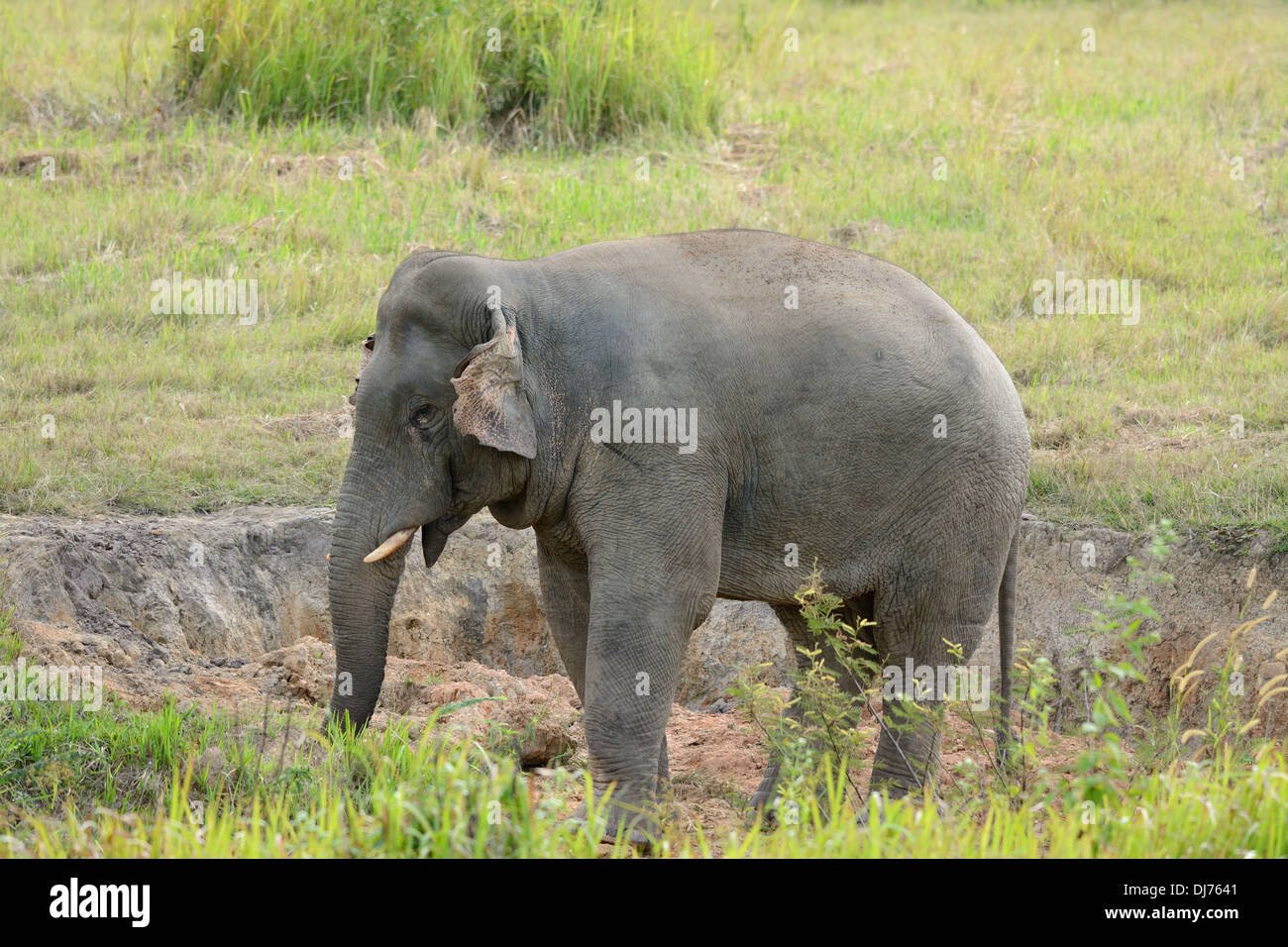 Bella bull Elefante asiatico (Elephas maximus) al Thai parco nazionale Foto Stock