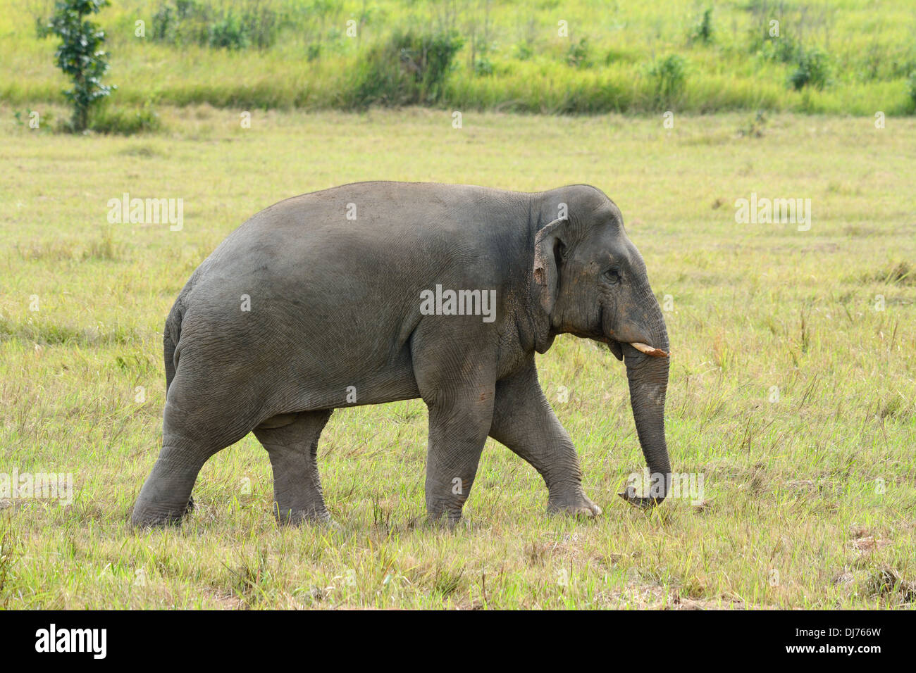 Bella bull Elefante asiatico (Elephas maximus) al Thai parco nazionale Foto Stock