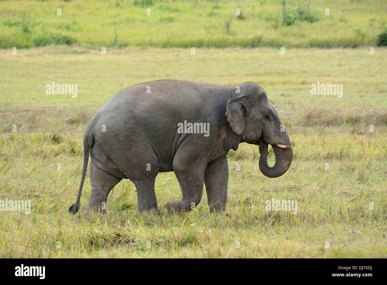 Bella bull Elefante asiatico (Elephas maximus) al Thai parco nazionale Foto Stock