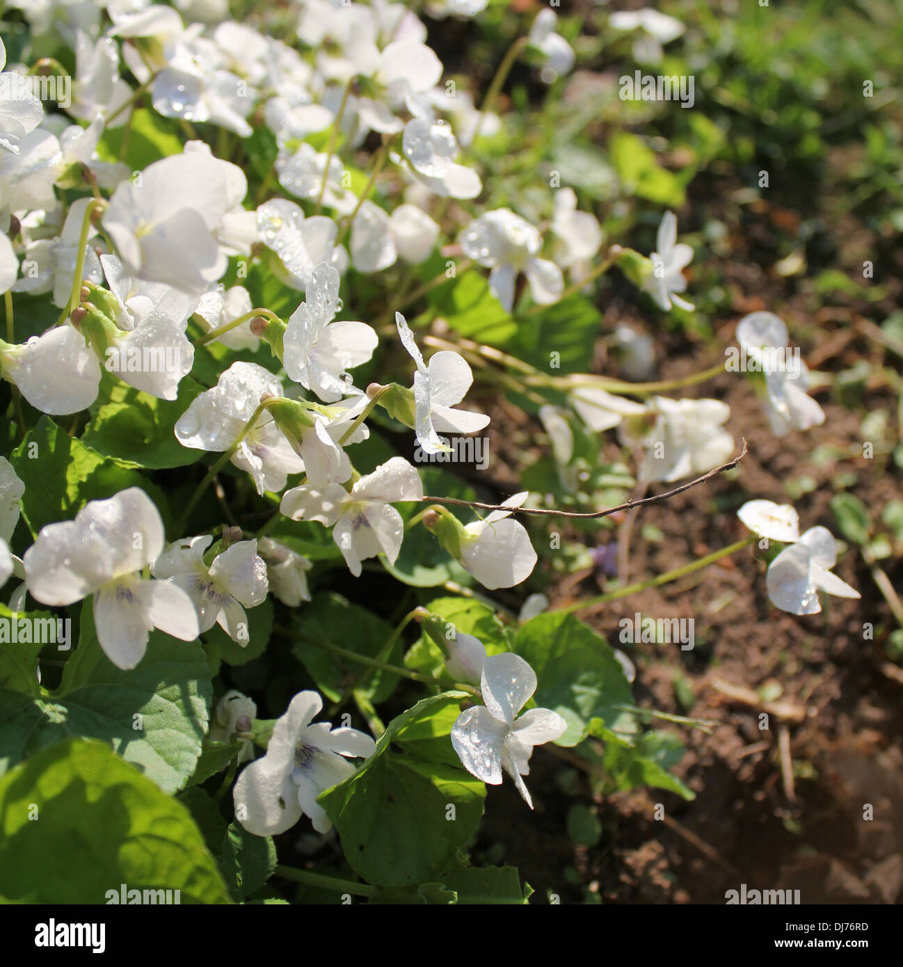 White viola odorata Foto Stock