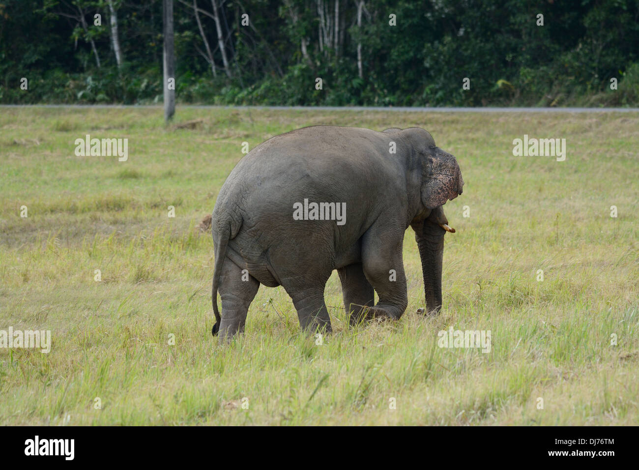 Bella bull Elefante asiatico (Elephas maximus) al Thai parco nazionale Foto Stock