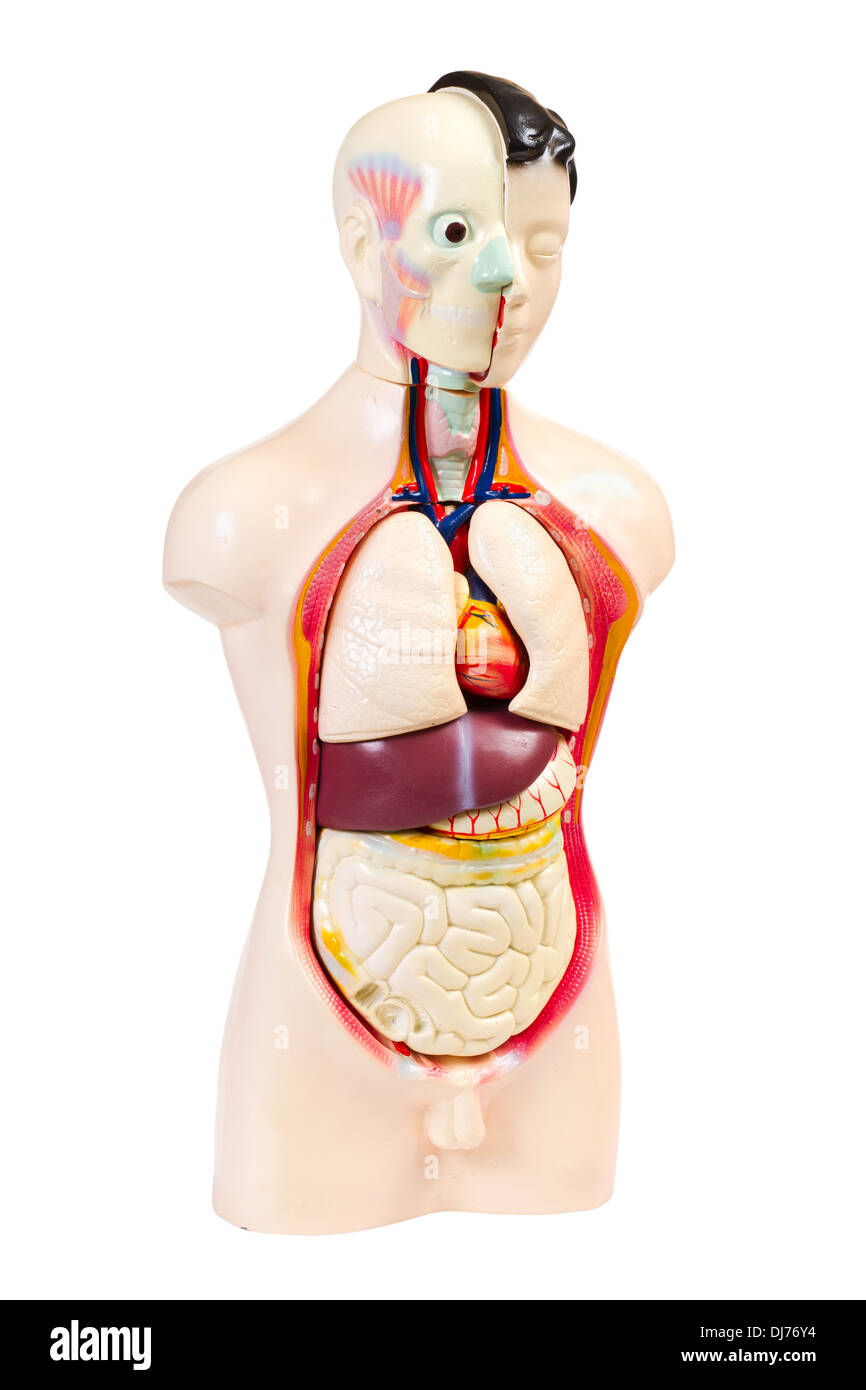 Corpo umano modello anatomico Foto Stock