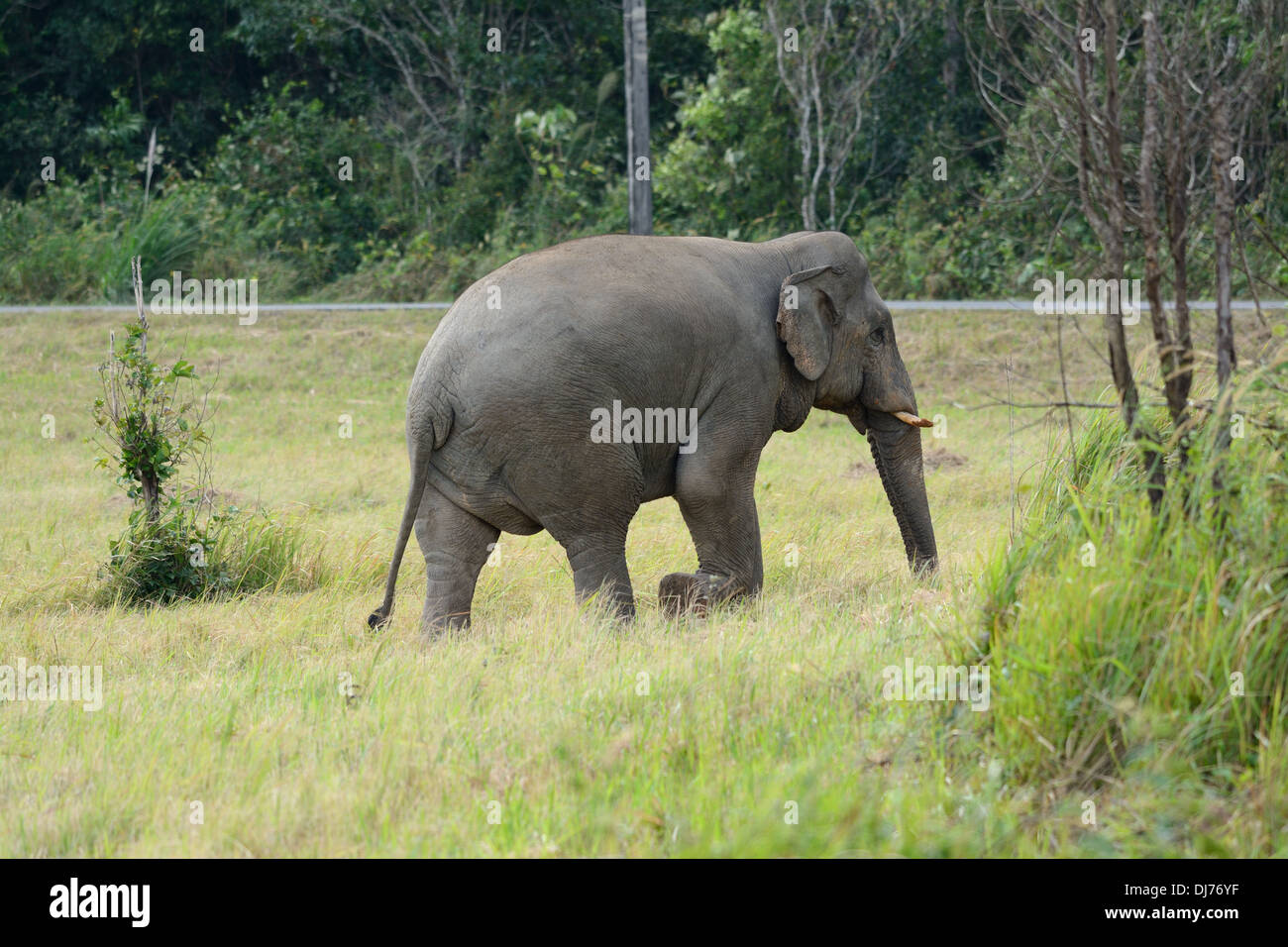 Bella bull Elefante asiatico (Elephas maximus) al Thai parco nazionale Foto Stock