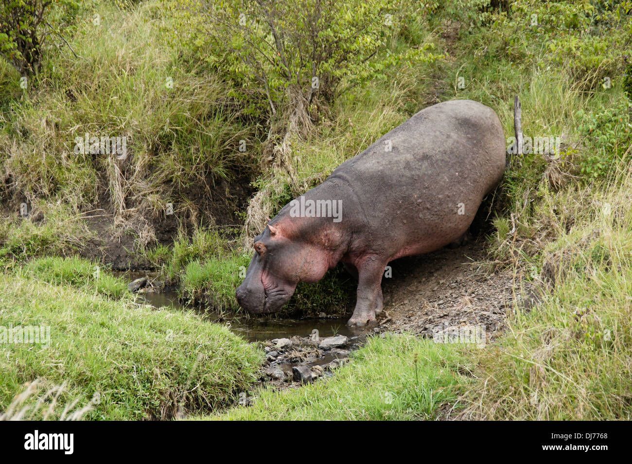 Ippopotamo camminando nel burrone, il Masai Mara, Kenya Foto Stock