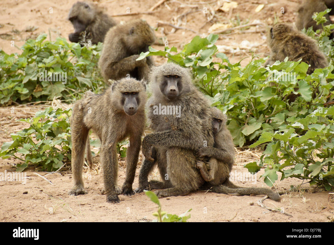 Squadrone di oliva babbuini, adulti e giovani, Samburu, Kenya Foto Stock
