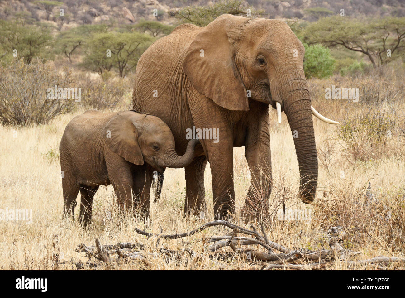Elefante femmina con vitello di Samburu, Kenya Foto Stock