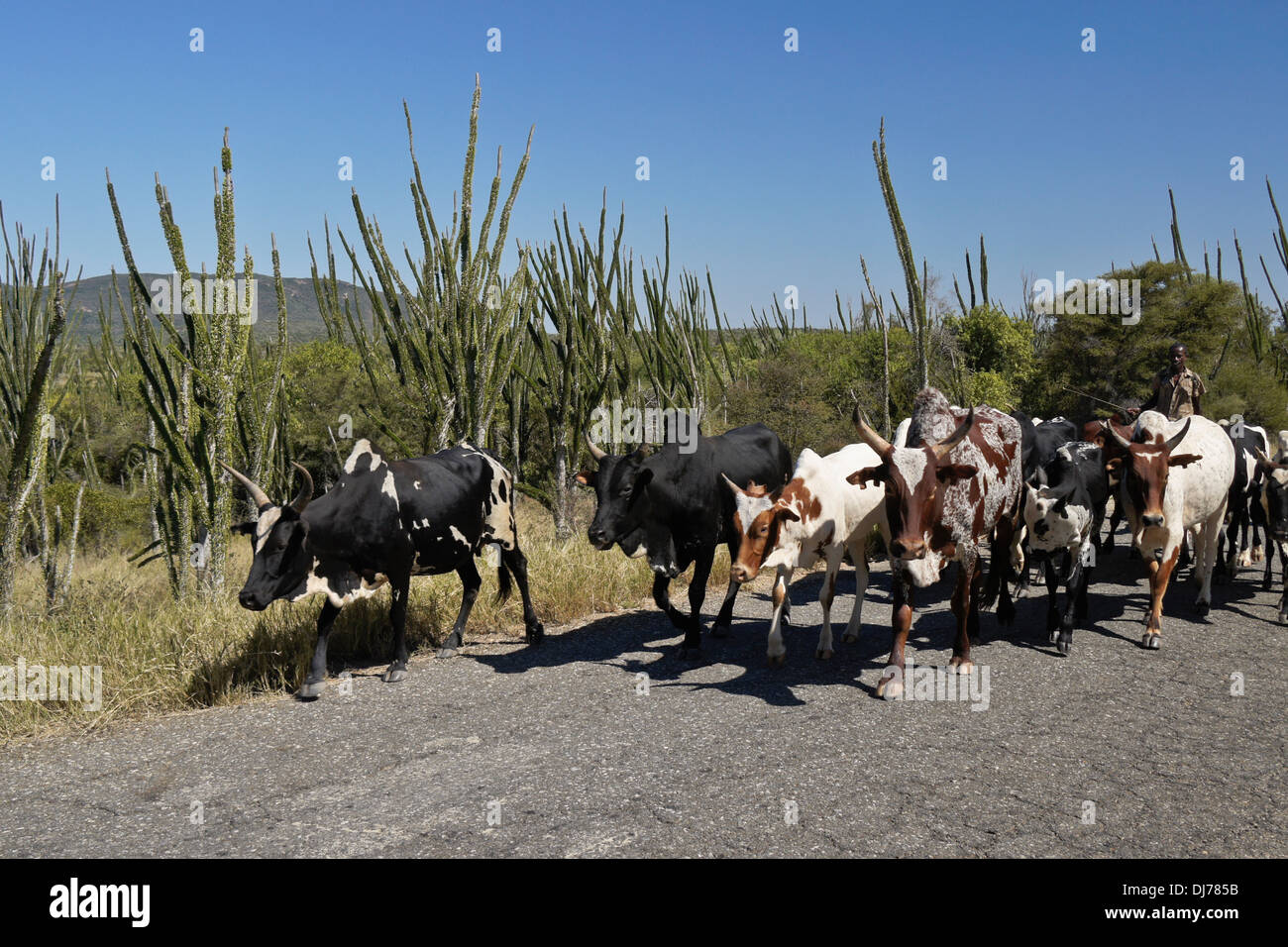 Un malgascio uomo alla guida di zebù al mercato lungo la strada attraverso la foresta spinosa, Madagascar meridionale Foto Stock