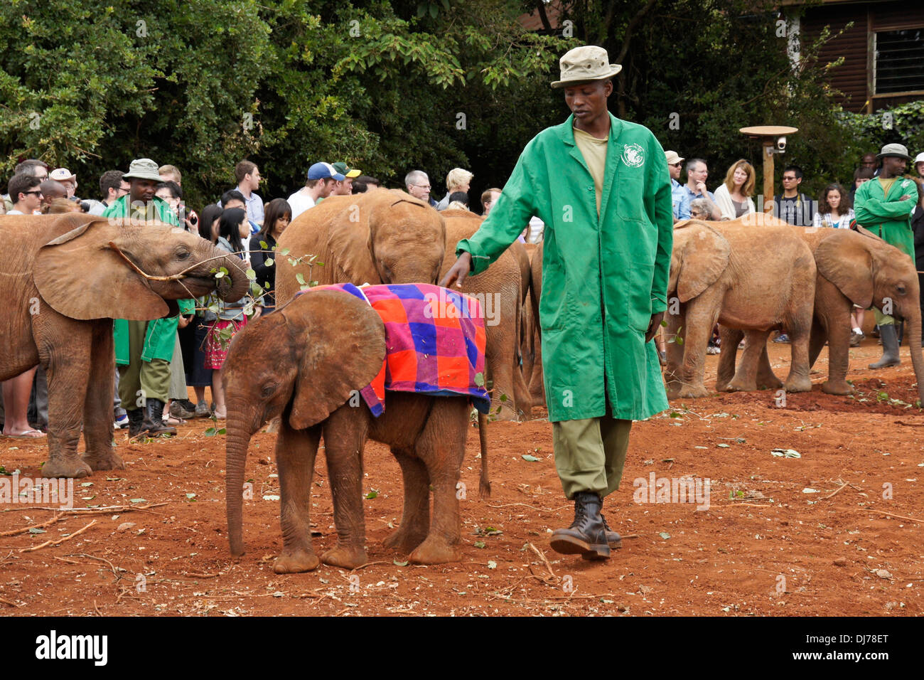 Custodi con elefanti orfani, Sheldrick Wildlife Trust, Nairobi, Kenia Foto Stock