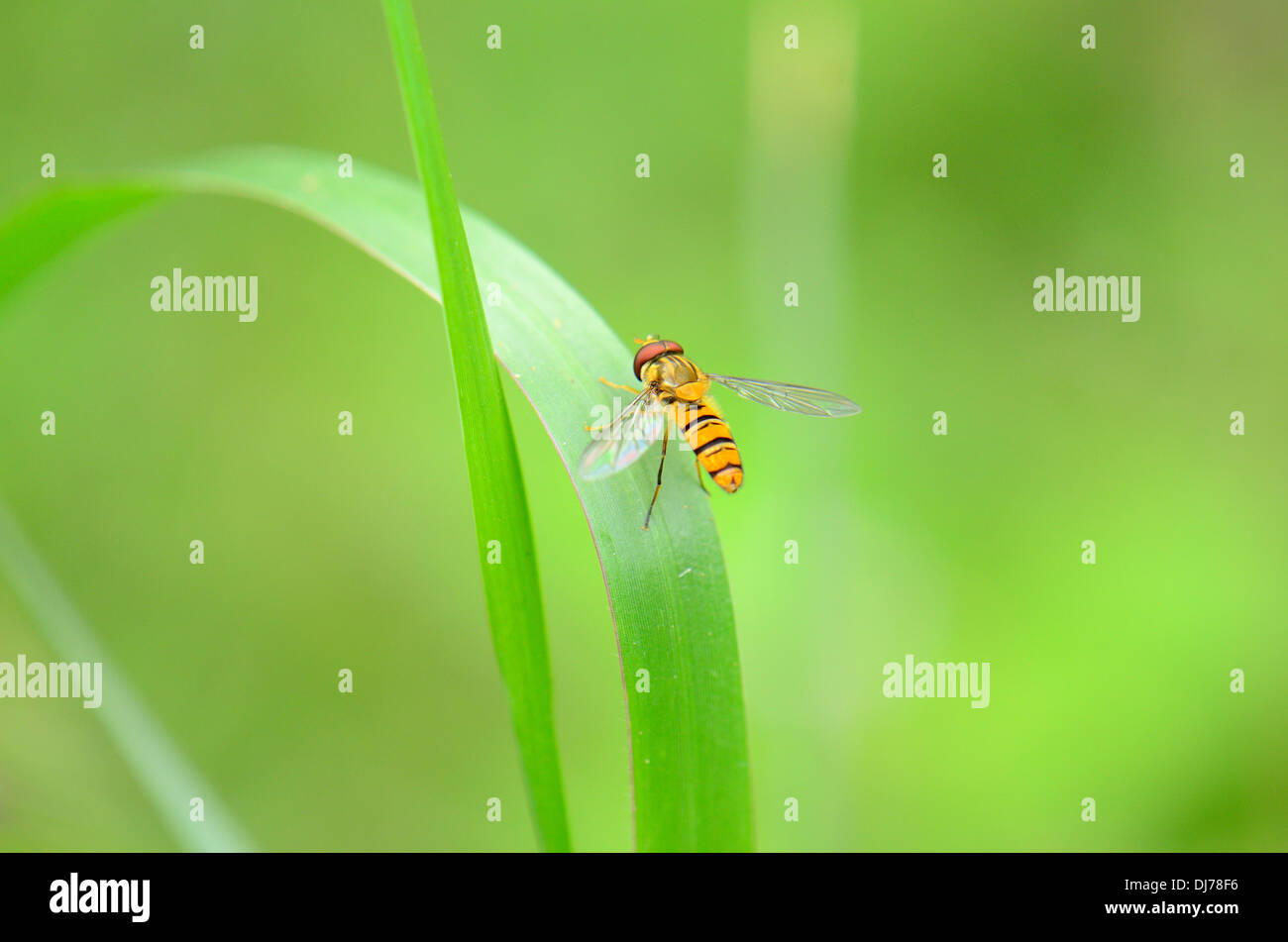 Bellissimo insetto in piedi su erba verde foglia nella zona tropicale Foto Stock
