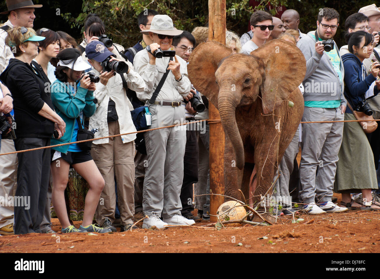 I turisti con elefante orfani di vitello, di Sheldrick Wildlife Trust, Nairobi, Kenia Foto Stock