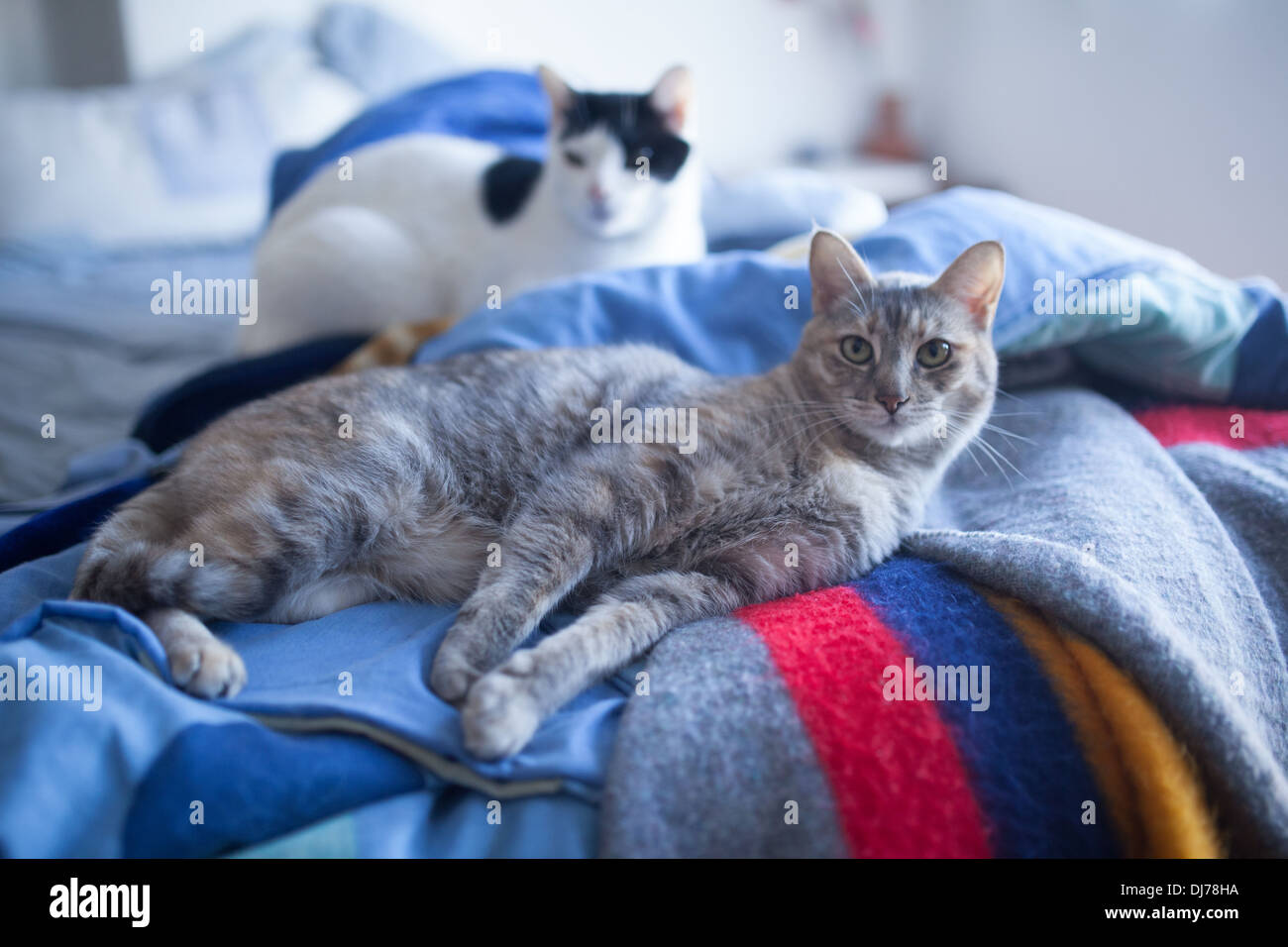 Carino gatti relax in una città del Messico appartamento nel quartiere Condesa. Foto Stock