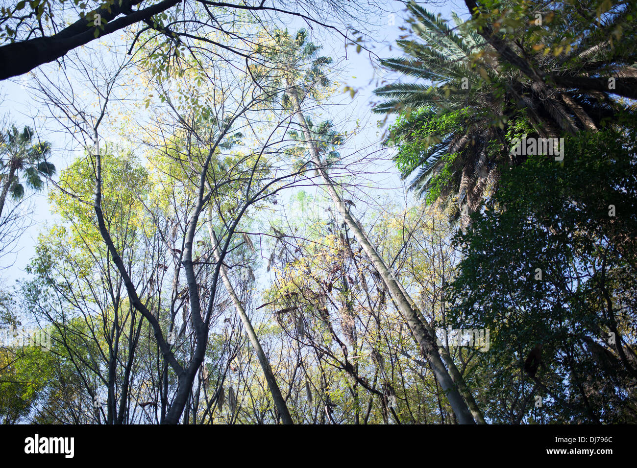 Alberi in Parque Mexico, Condesa, Città del Messico. Foto Stock