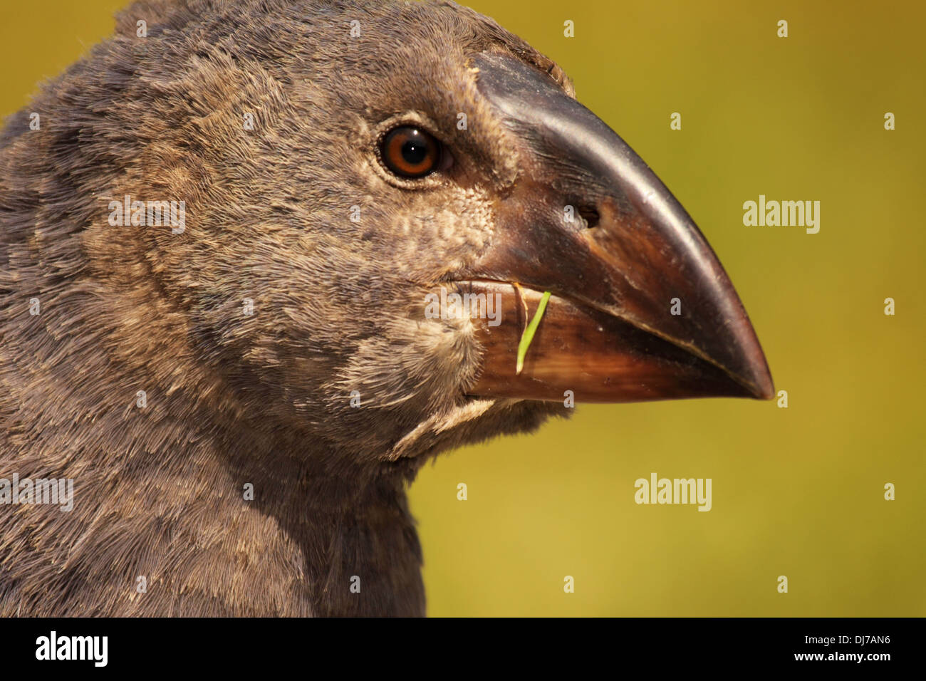 Un ritratto di un adolescente Takahe su Kapiti Island in Nuova Zelanda. Foto Stock