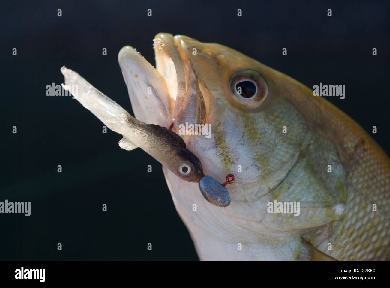 Smallmouth Bass catturati su piccole maschere con piombo a sponde del lago in Eastern Washington. Foto Stock