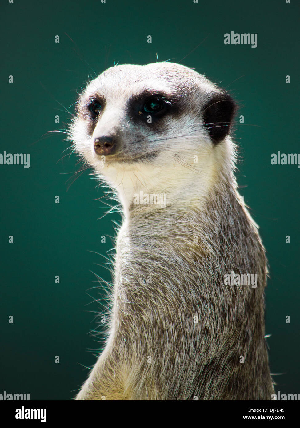 Immagine che mostra un singolo meerkat guardia, isolata contro uno sfondo verde. Foto Stock