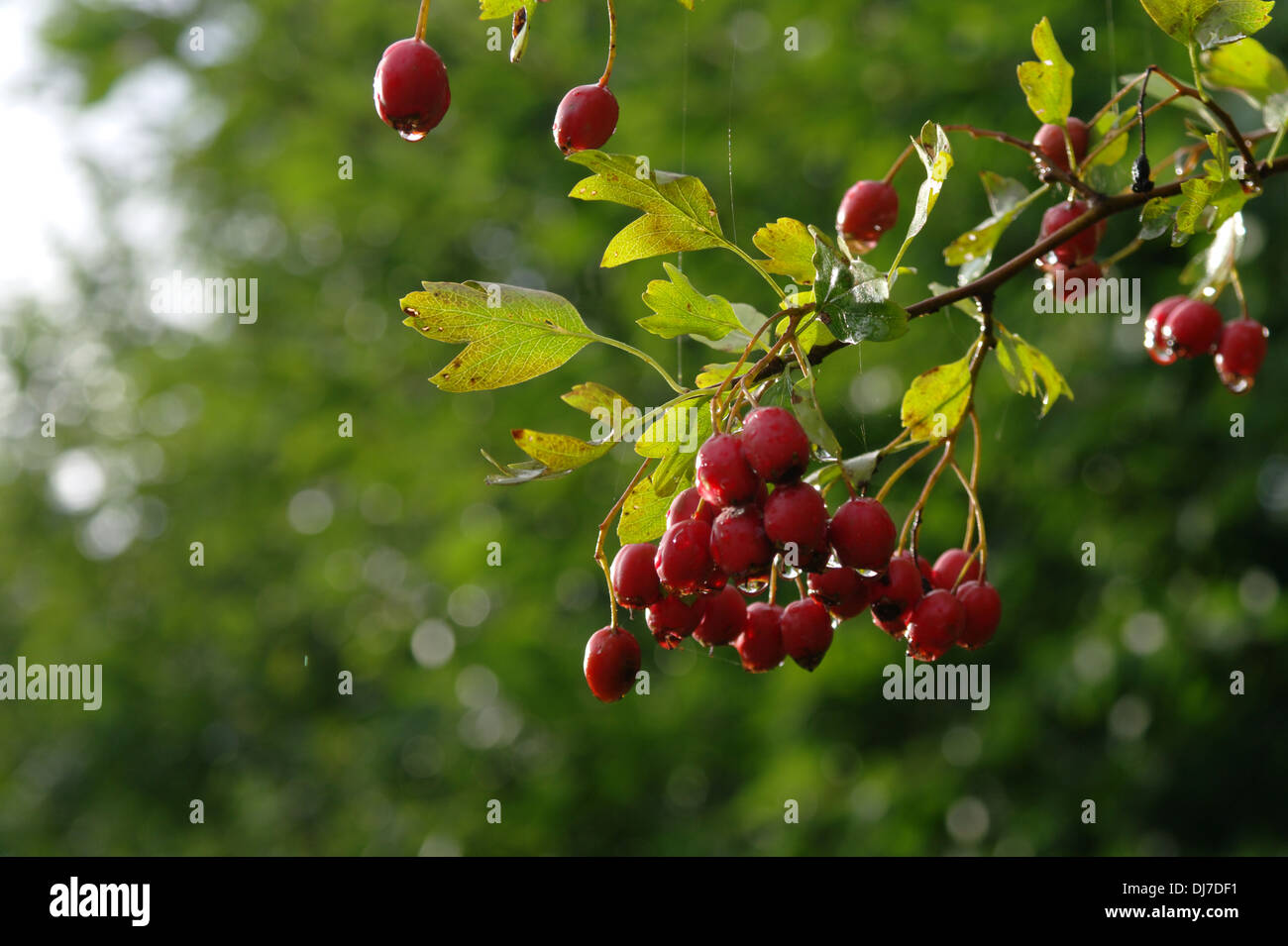 Biancospino sul ramo Foto Stock