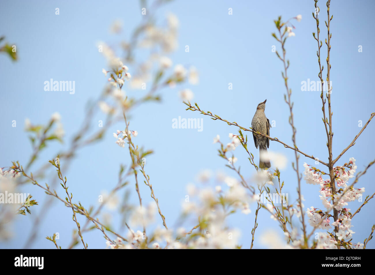 Un uccello su un ramo di albero ciliegio Foto Stock