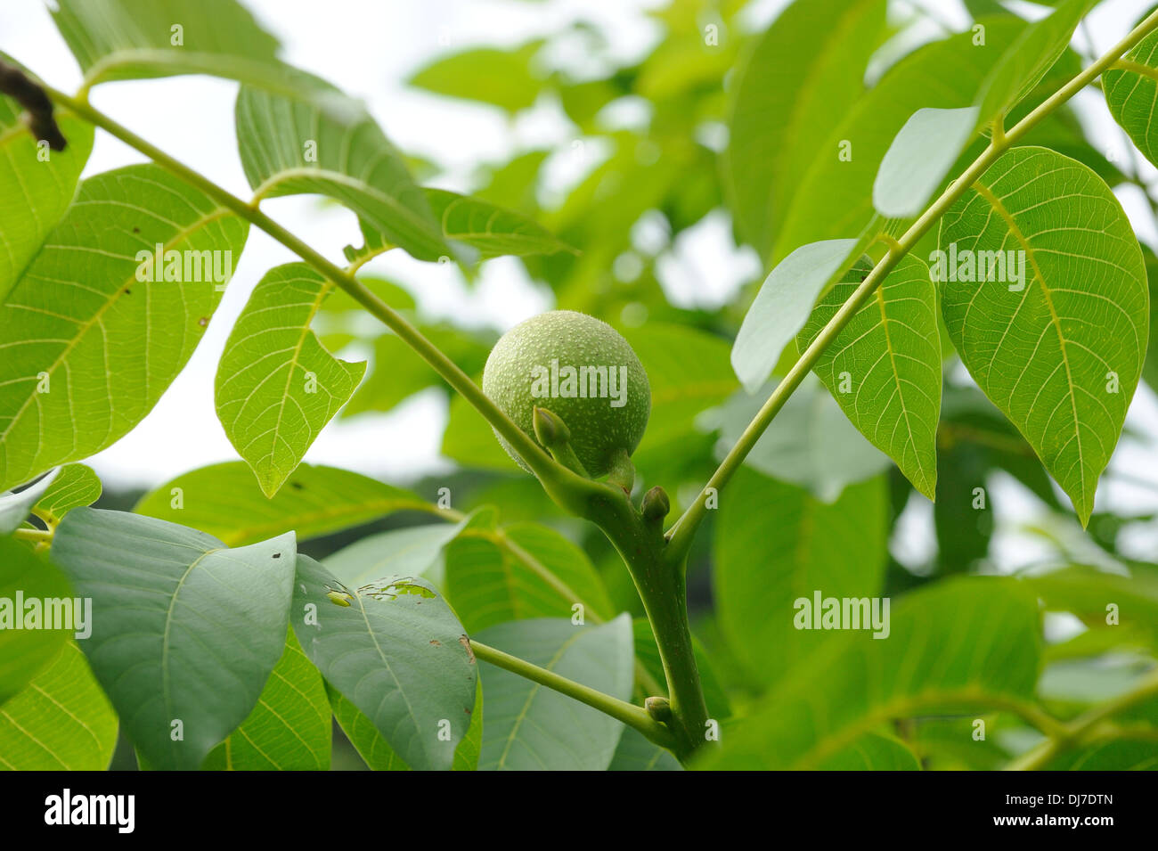 Il noce non hanno ancora maturato Foto Stock