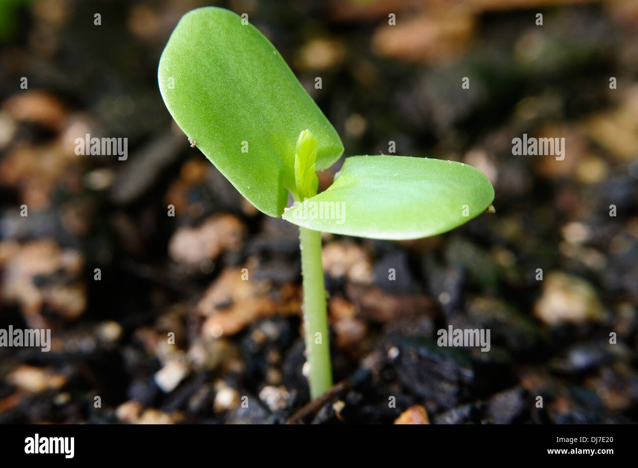 Germoglio di Umbrella Thorn acacia Foto Stock