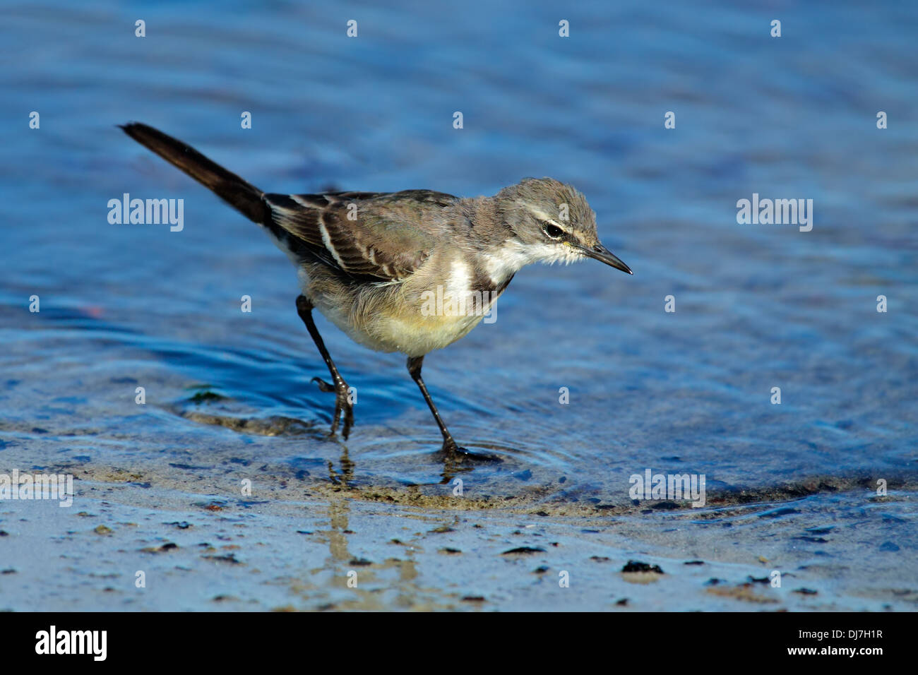 Cape wagtail (Motacilla capensis) rovistando in acque poco profonde, Sud Africa Foto Stock