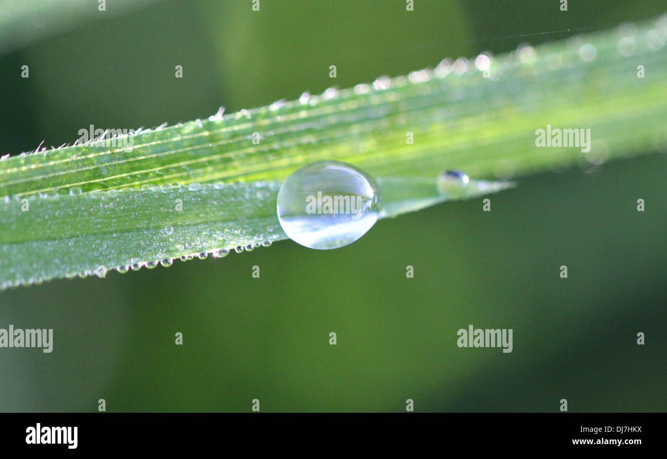 Una goccia di rugiada su un filo d'erba Foto Stock