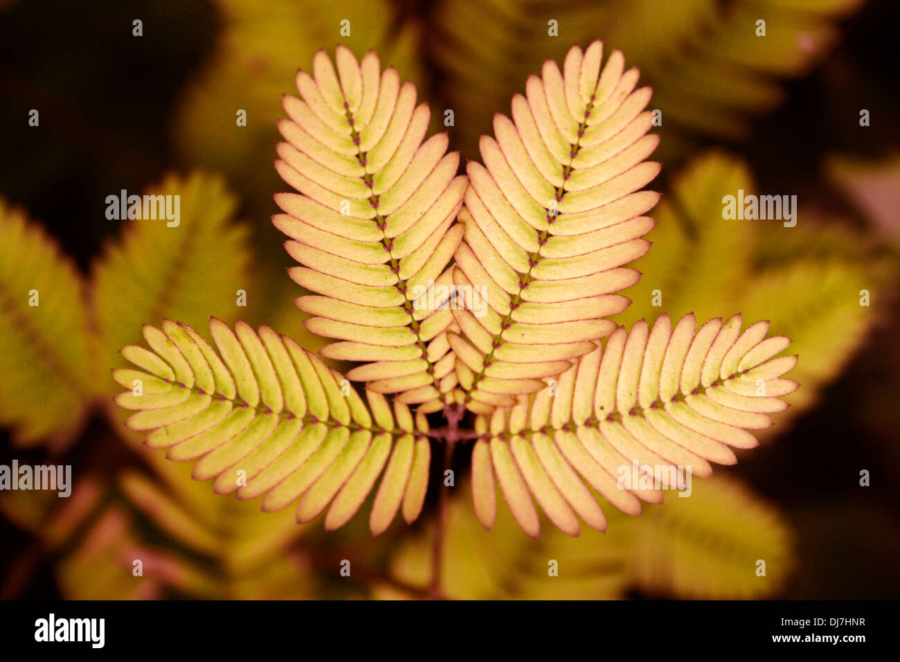 Impianto sensibili, (non mi toccare) Mimosa pudica, sesible impianto Foto Stock
