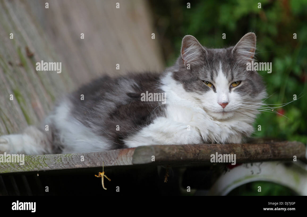 Domestico soffice grigio e bianco gatto di casa in appoggio su una vecchia sedia da giardino e guardando la telecamera Foto Stock