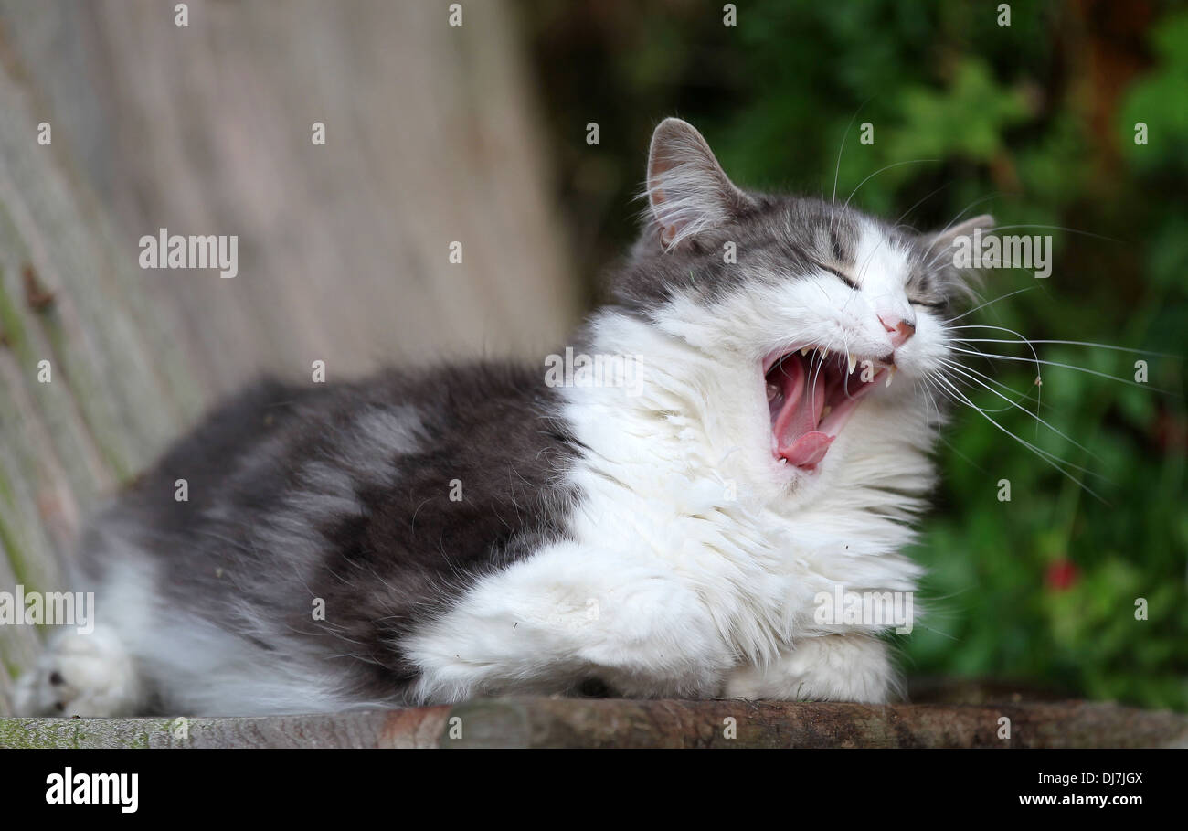 Domestico soffice grigio e bianco gatto di casa in appoggio su una vecchia sedia da giardino e sbadigli Foto Stock