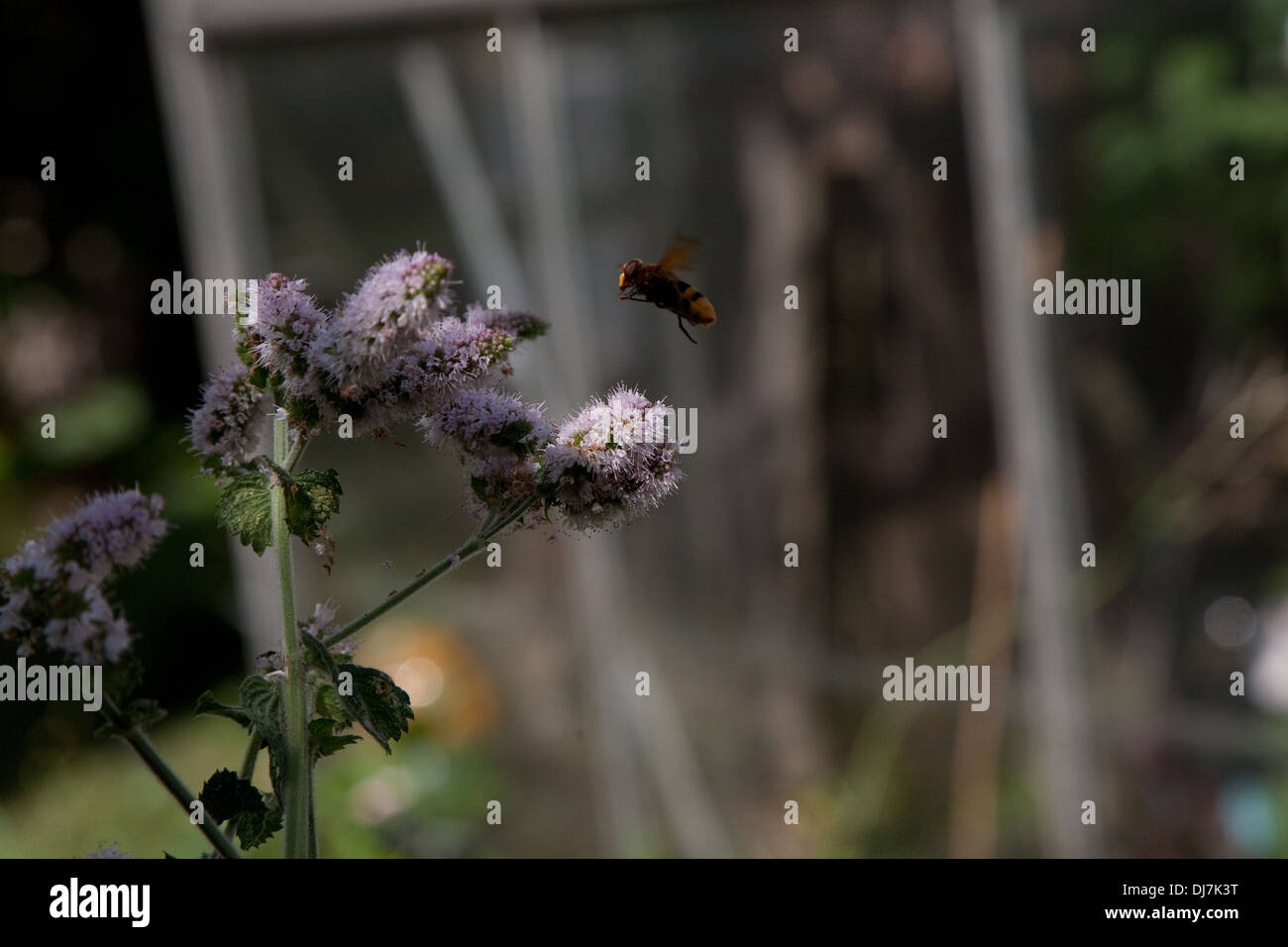 Insolitamente grande hover fly Foto Stock