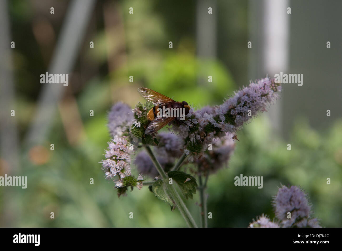 Insolitamente grande hover fly Foto Stock
