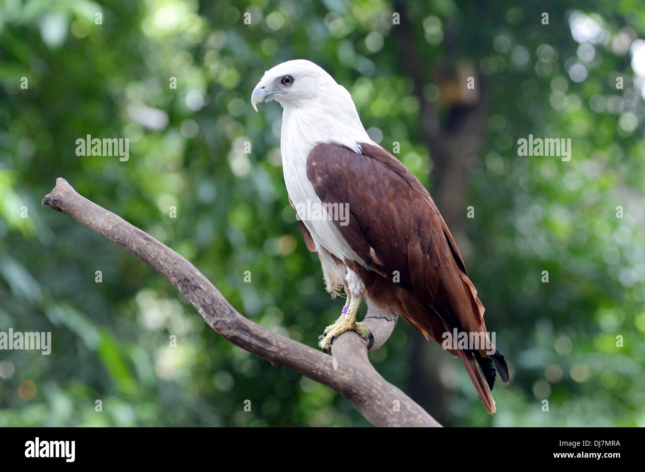 Un Eagles al Parco degli Uccelli di Taman Mini Indonesia Indah, Jakarta, Indonesia Foto Stock
