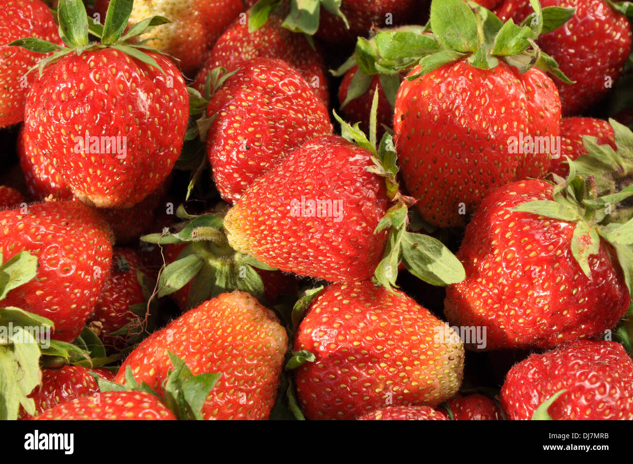 Vista dettagliata del fresco e succose fragole come sfondo Foto Stock