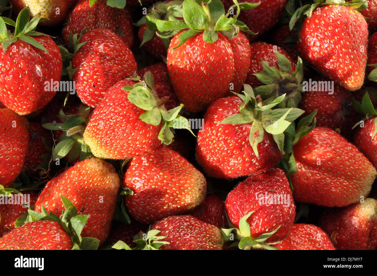 Vista dettagliata del fresco e succose fragole come sfondo Foto Stock