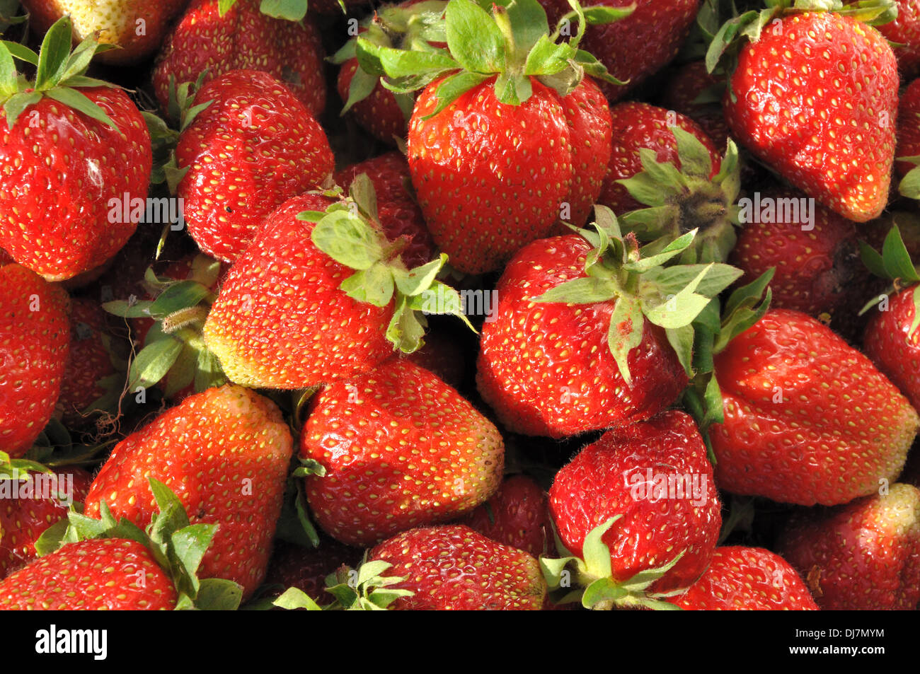 Vista dettagliata del fresco e succose fragole come sfondo Foto Stock