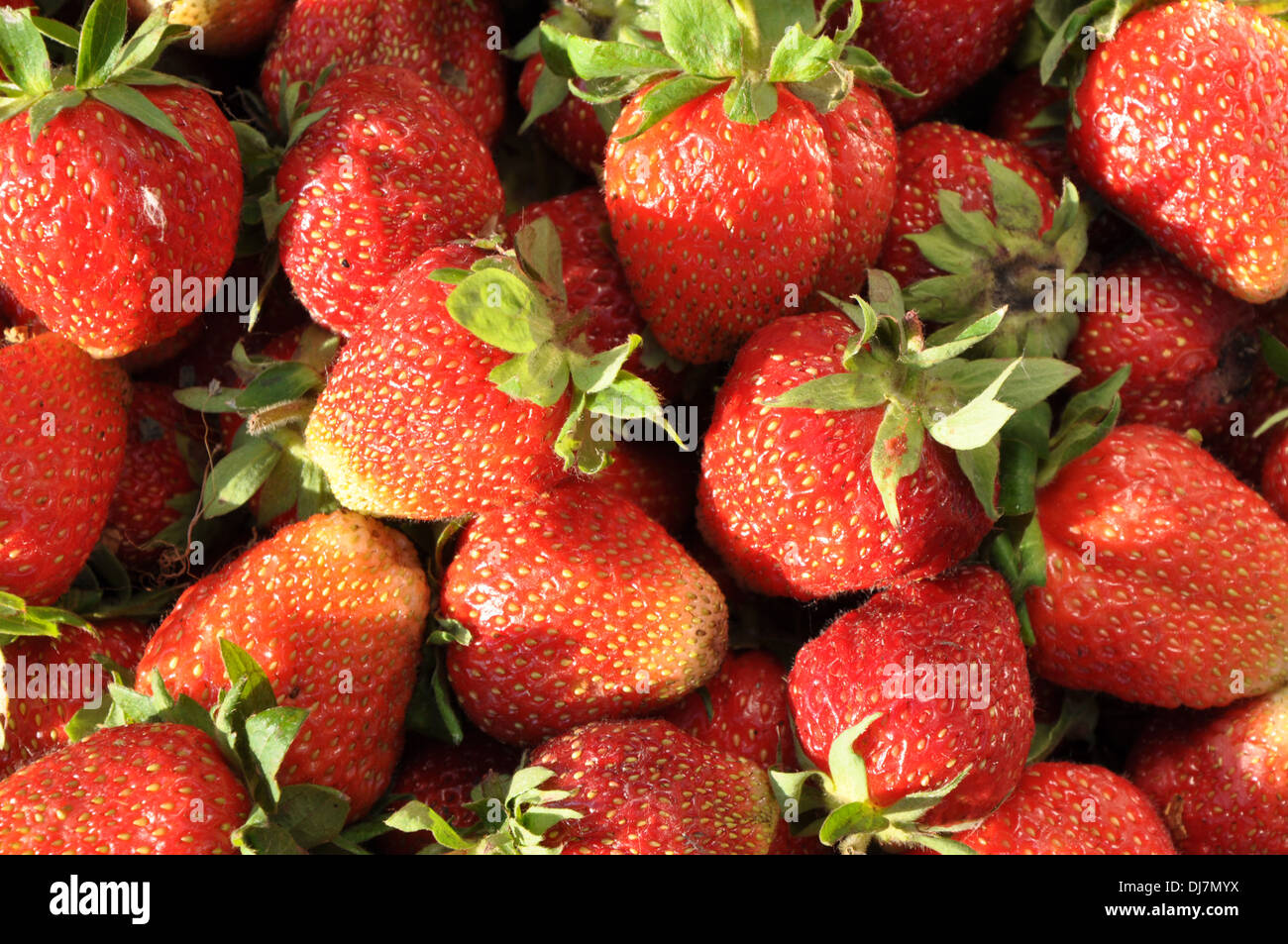 Vista dettagliata del fresco e succose fragole come sfondo Foto Stock
