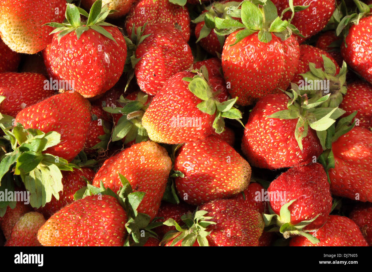 Vista dettagliata del fresco e succose fragole come sfondo Foto Stock