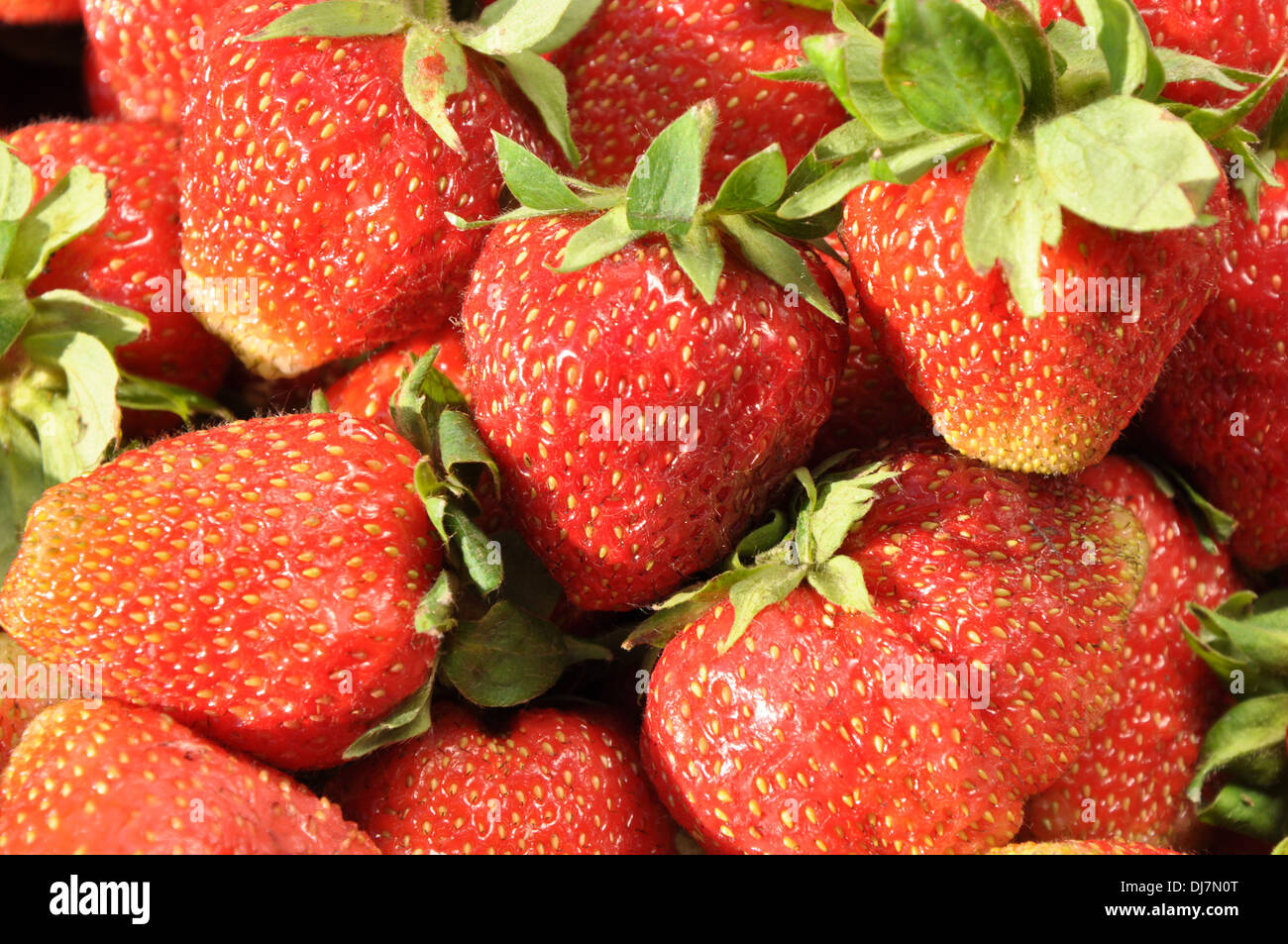Vista dettagliata del fresco e succose fragole come sfondo Foto Stock