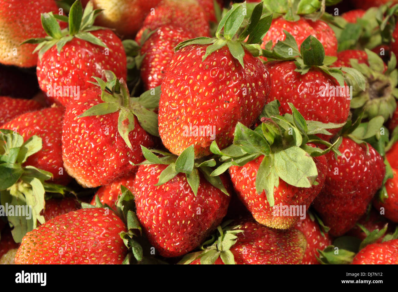 Vista dettagliata del fresco e succose fragole come sfondo Foto Stock