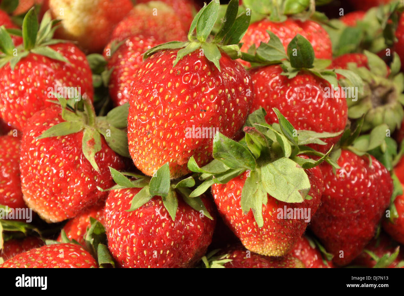 Vista dettagliata del fresco e succose fragole come sfondo Foto Stock