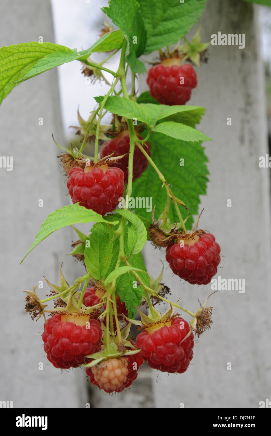 Rametto di rosso lampone oltre una recinzione Foto Stock