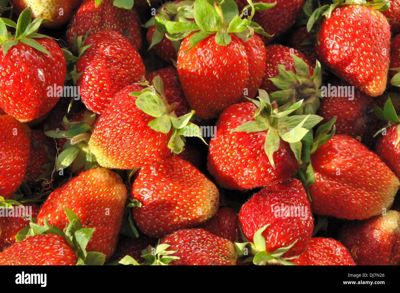 Vista dettagliata del fresco e succose fragole come sfondo Foto Stock
