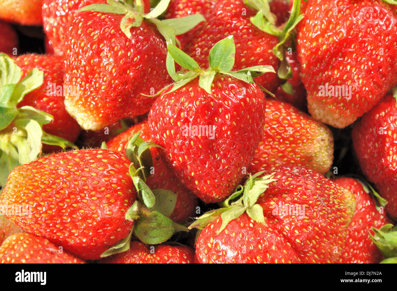 Vista dettagliata del fresco e succose fragole come sfondo Foto Stock