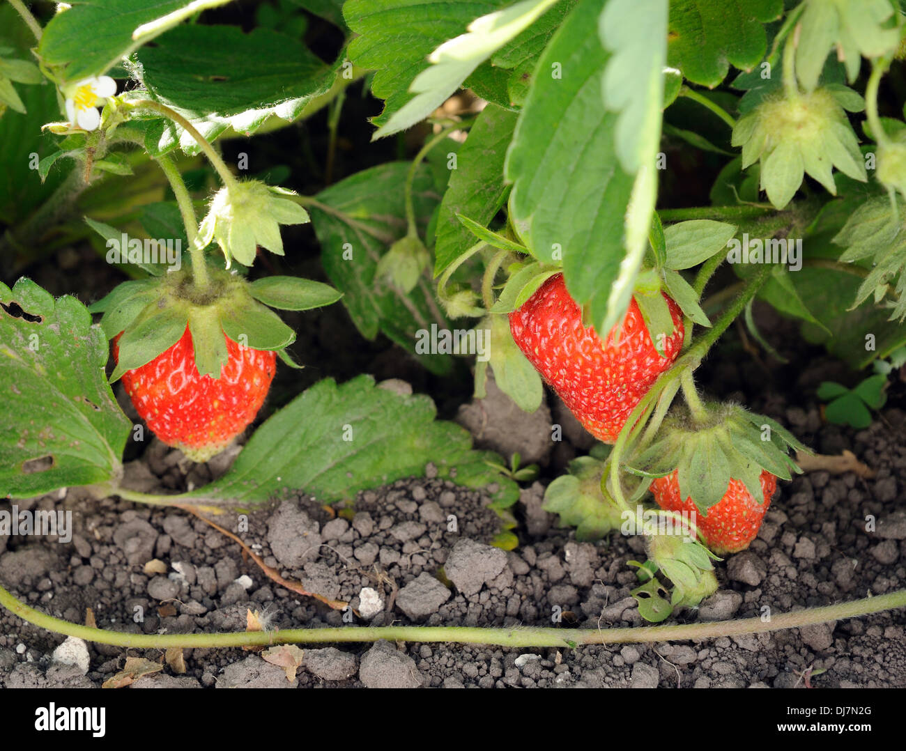 Tre fragole rosso sul ramo Foto Stock
