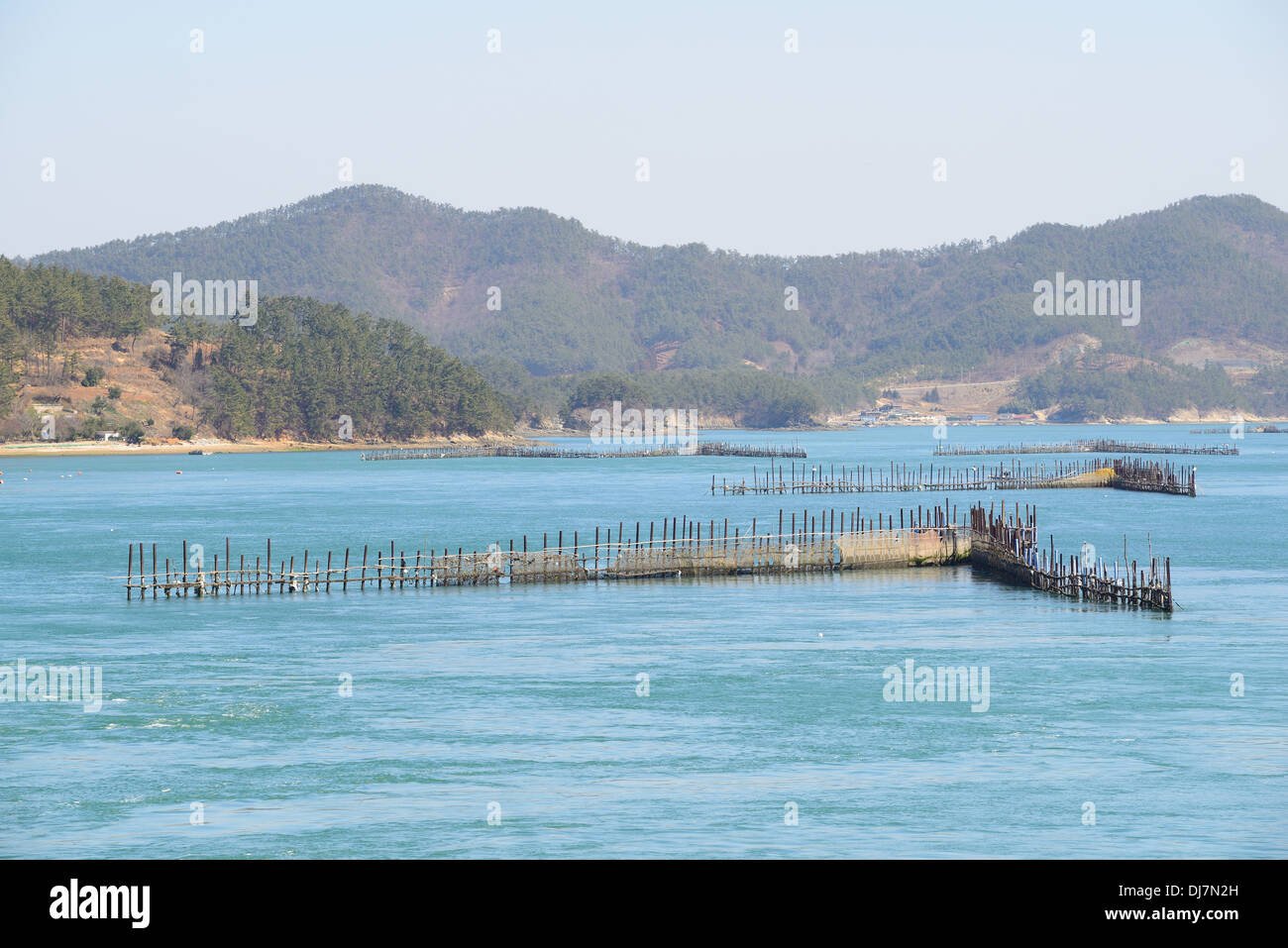 Il coreano metodo tradizionale per la pesca di acciughe dal flusso di acqua di mare Foto Stock