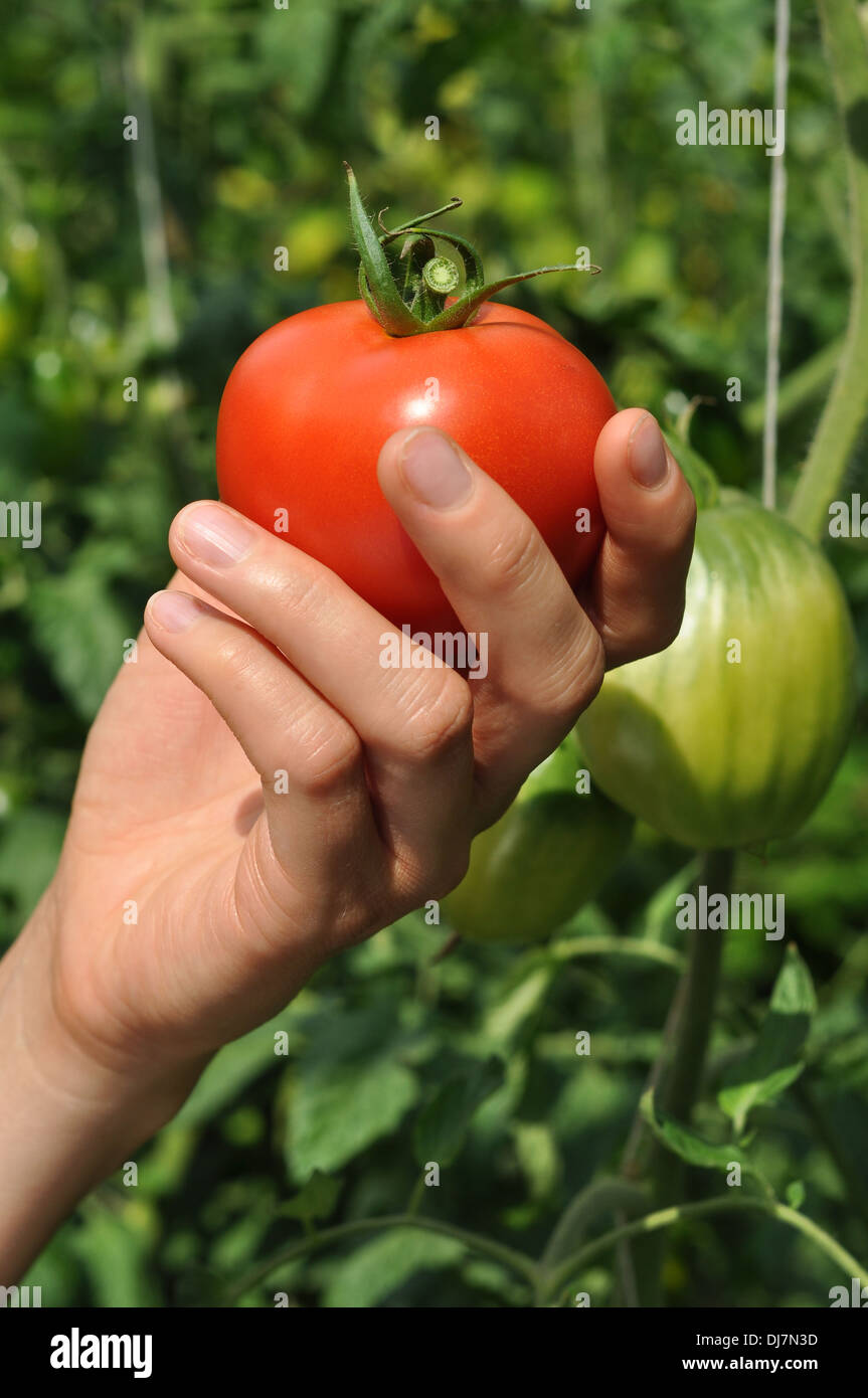 Donna braccio impugnando rosso pomodoro maturo Foto Stock