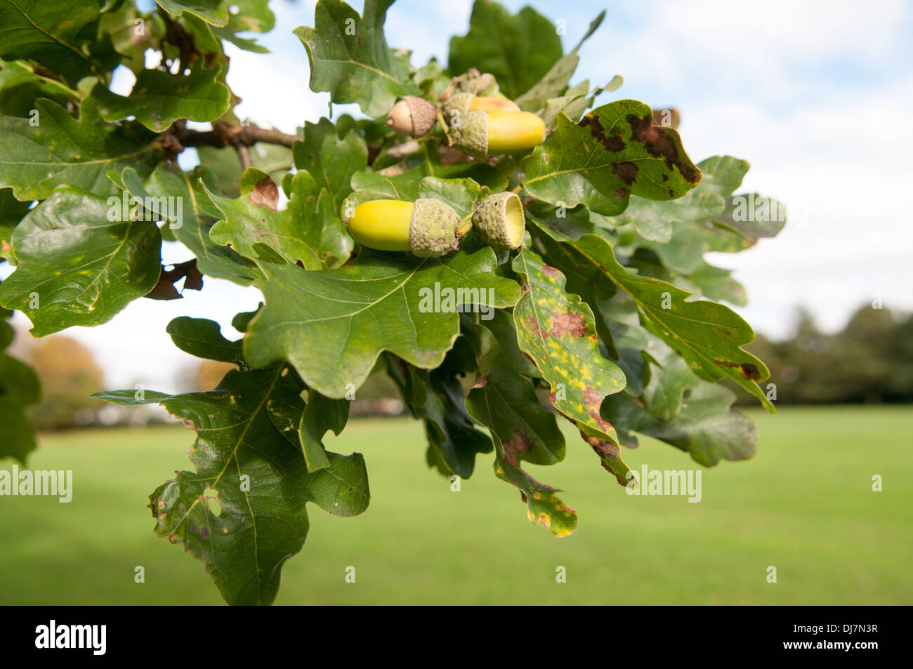 Ghiande e foglie su un tradizionale inglese quercia in estate si trasforma in autunno Foto Stock