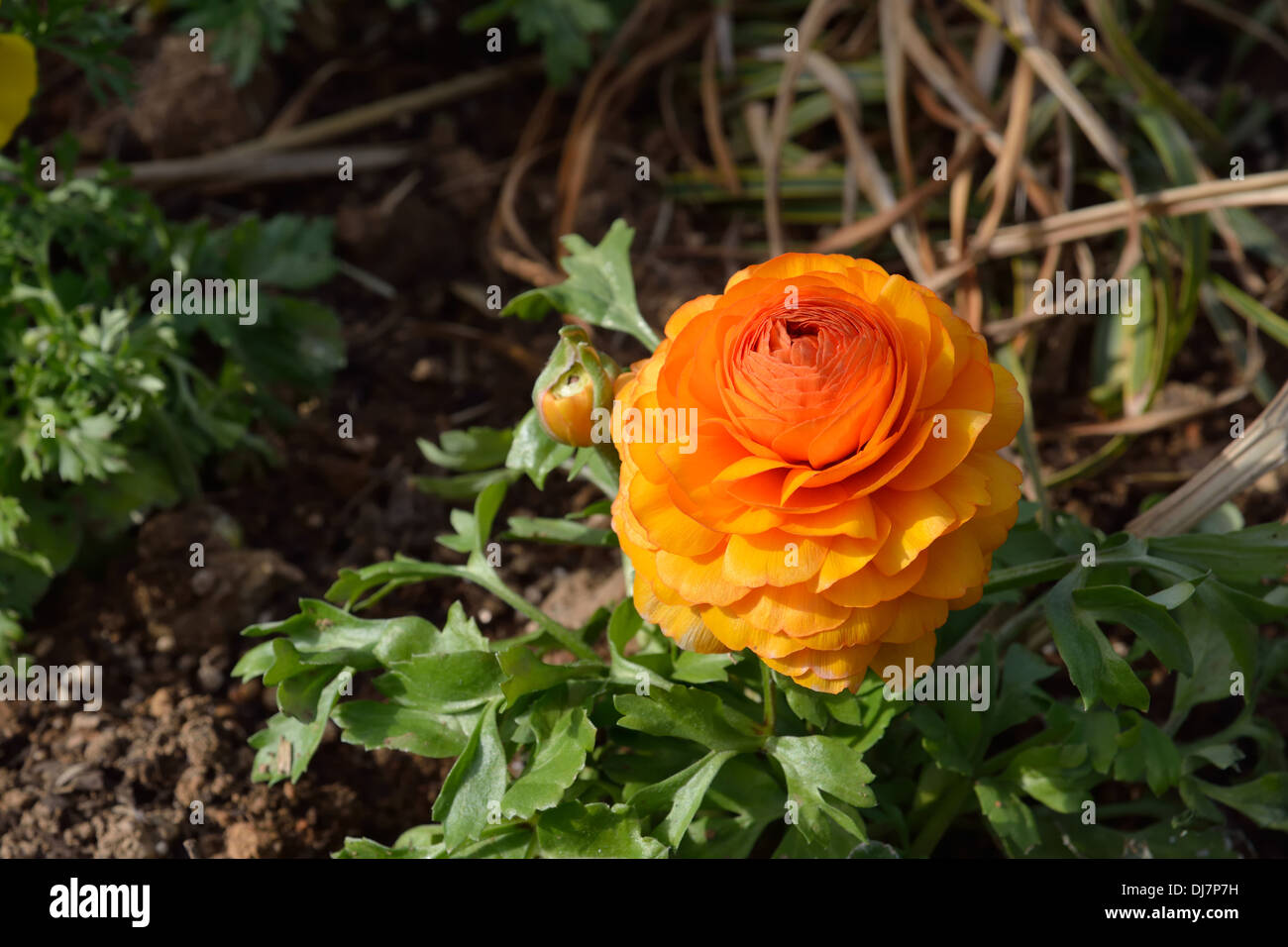 Bel colore arancione Ranunculus Flower Foto Stock