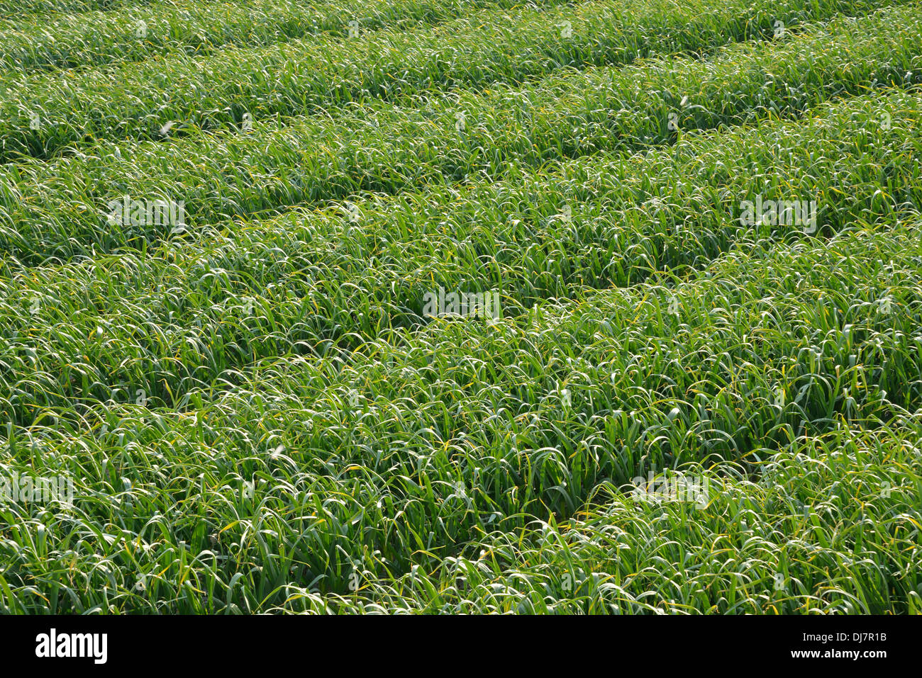 La piantagione di aglio. Foto Stock