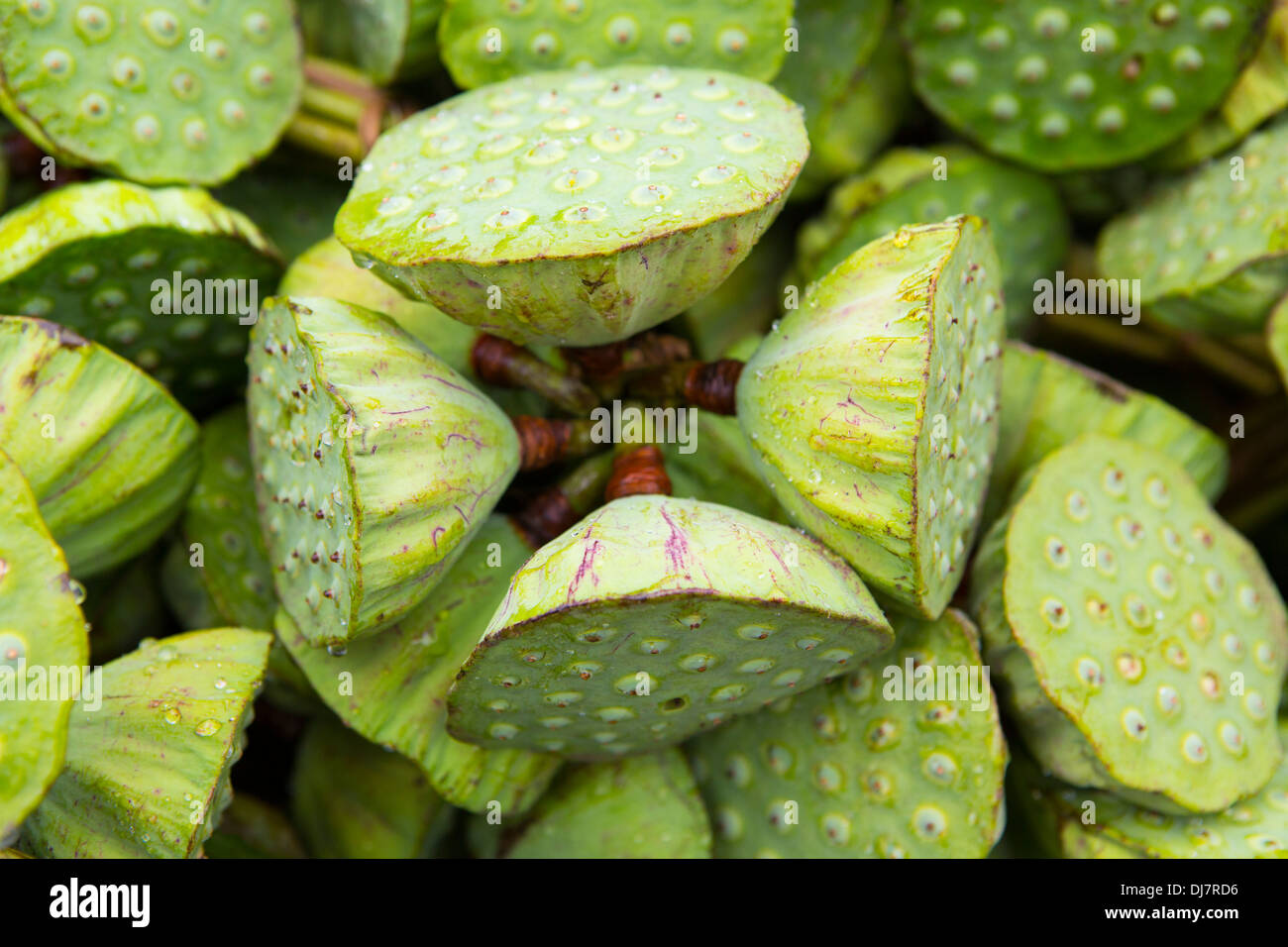Fiore di loto cialde (Nelumbo nucifera) Foto Stock